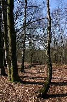 Typischer Bewuchs dieses Depots mit Buche und Birke, &copy; FNMK 2004