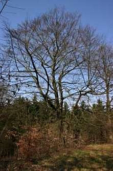 Ein besonders sch&ouml;nes Buchenexemplar, &copy; FNMK 2004