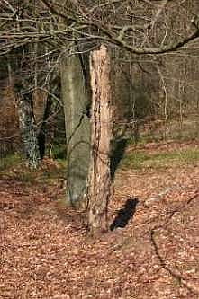 Hier gibt es auch viel Totholz f&uuml;r Specht, Kleiber und Co., &copy; FNMK 2004