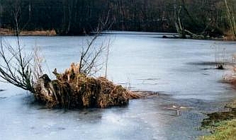 NSG 'Humme' im Winter, &copy; FNMK 2004