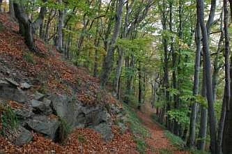 Typischer Gel&auml;ndebestandteil der Lenneh&auml;nge, &copy; FNMK 2004