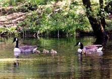 Mitmachen Mitglied werden, &copy; FNMK 2011