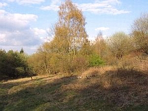 Typische Randfl&auml;che am Stilleking, &copy; FNMK 2004