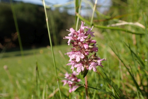 Projekt 2024, Arznei-Thymian (Thymus pulegioides) @ Linda Froese
