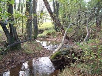Bachabschnitt des Wehebaches, &copy; FNMK 2004