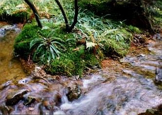 Die junge Lister in Willertshagen, &copy; FNMK 2004